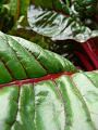 Rhubarb, Adelaide Botanic Gardens 